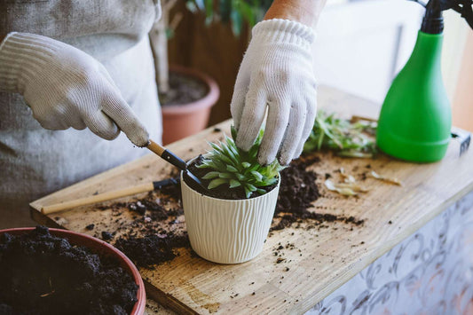 The Ultimate Guide to Repotting Your Succulents