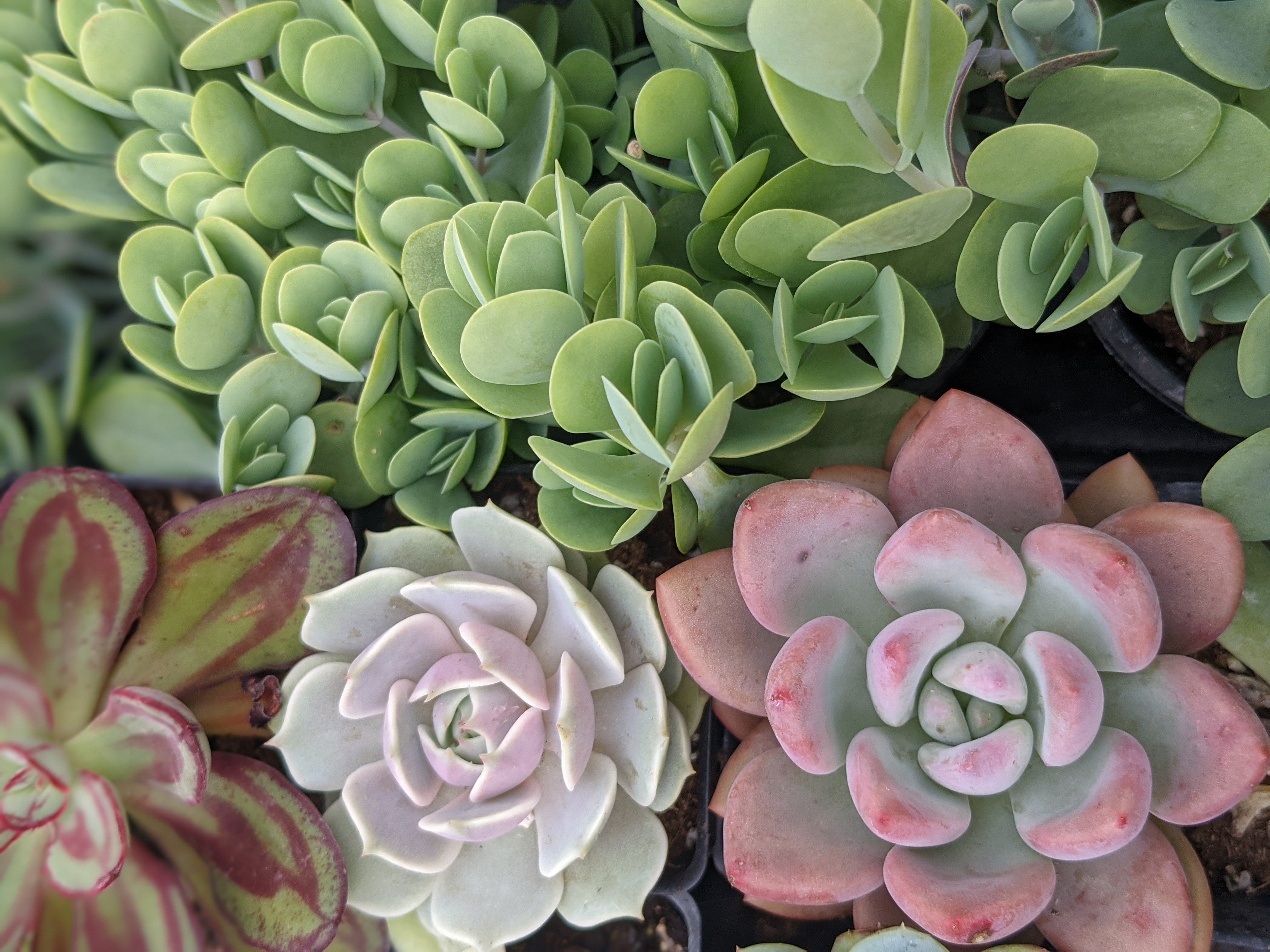 Succulent Care for Beginners – CANADIAN SUCCULENTS