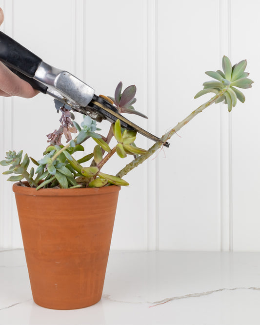 How to Take Succulent Cuttings: Control Growth and Multiply Your Collection