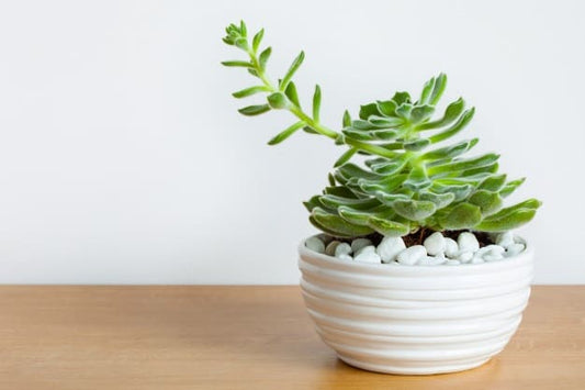 Transitioning Your Succulent Plants Indoors for the Winter