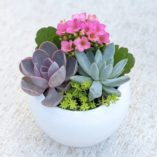 White Succulent Bowl