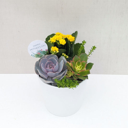 White Tapered Succulent Planter