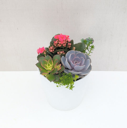 White Tapered Succulent Planter