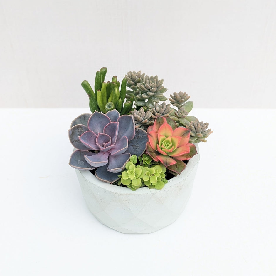 Succulent Party Favors and Gifts near Toronto, Ontario, Canada ...