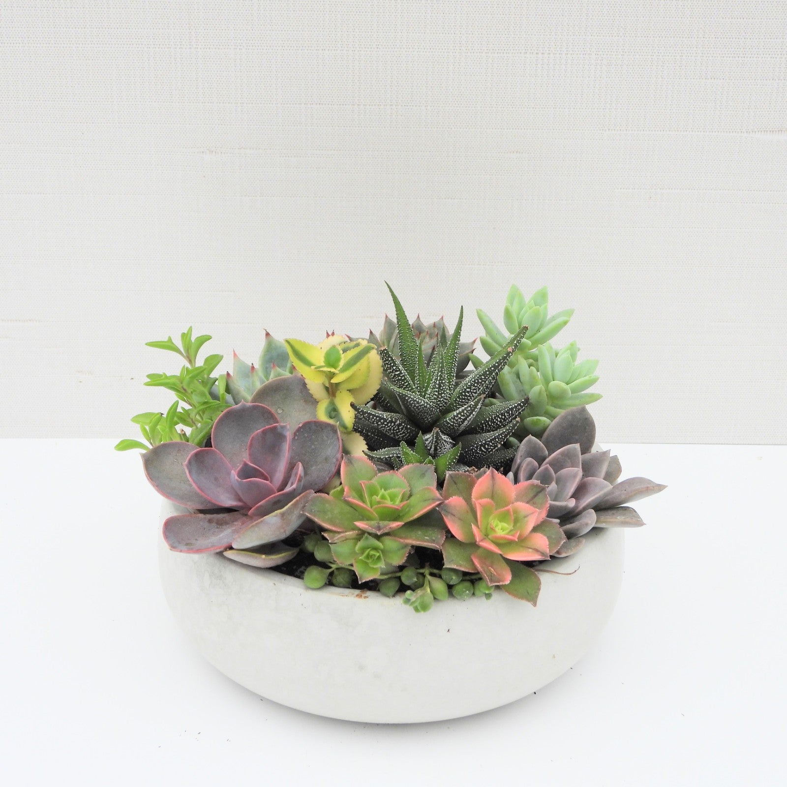 Succulent Party Favors and Gifts near Toronto, Ontario, Canada ...